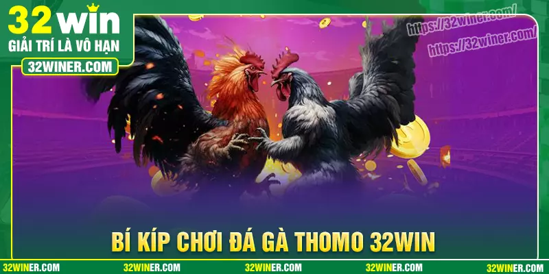 Bí kíp chơi đá gà Thomo bất bại cho người mới Bí kíp chơi đá gà Thomo bất bại cho người mới