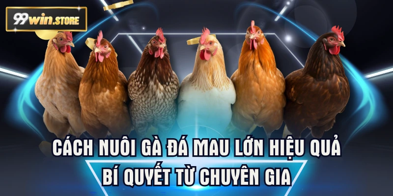 Cách Nuôi Gà Đá Mau Lớn Hiệu Quả – Bí Quyết Tối Ưu Từ Chuyên Gia